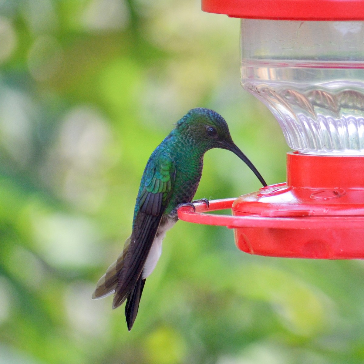 Colibrí de Buffon - ML151752631