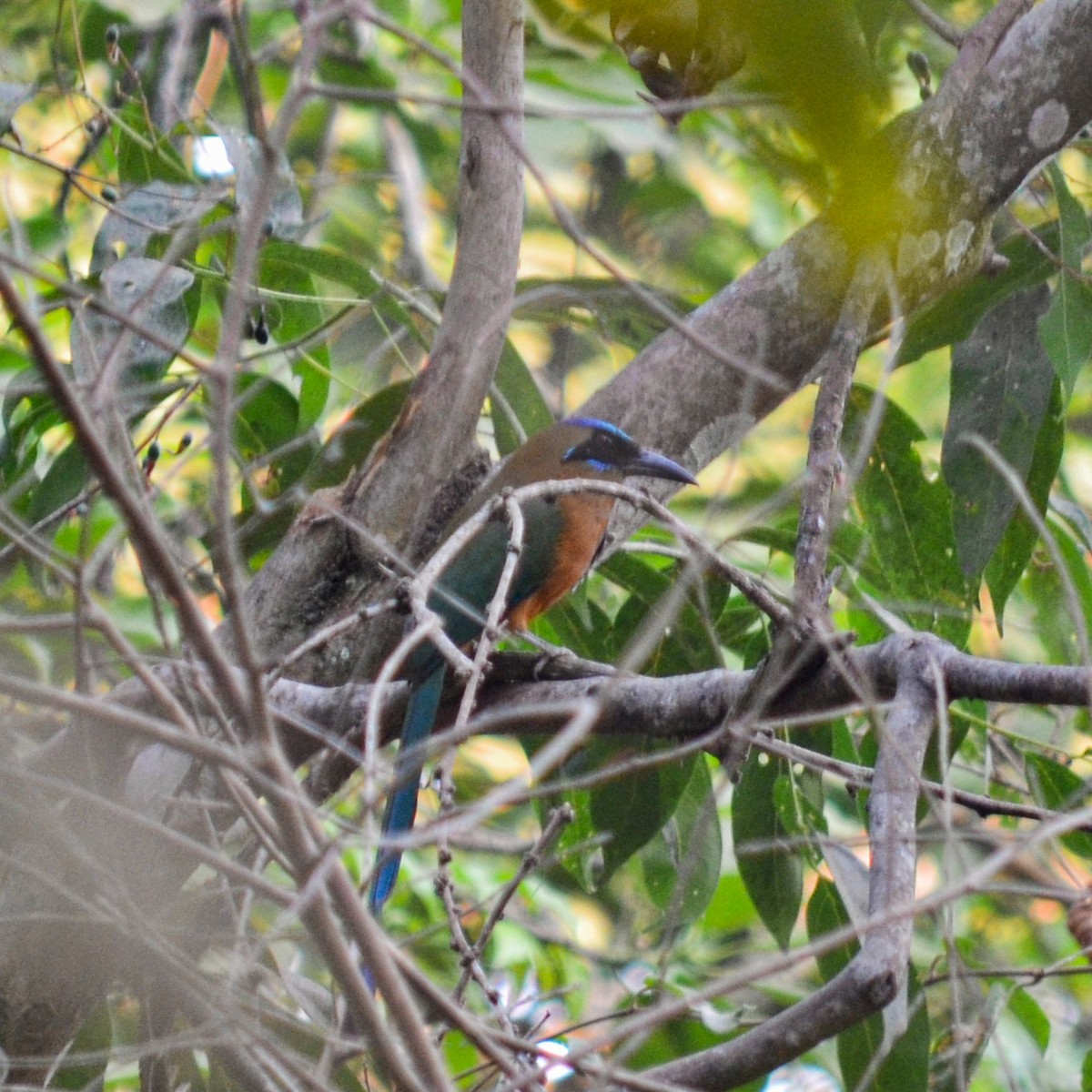 Rötelbauchmotmot - ML151752991