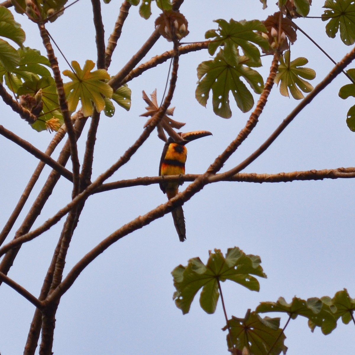 Collared Aracari - ML151753191