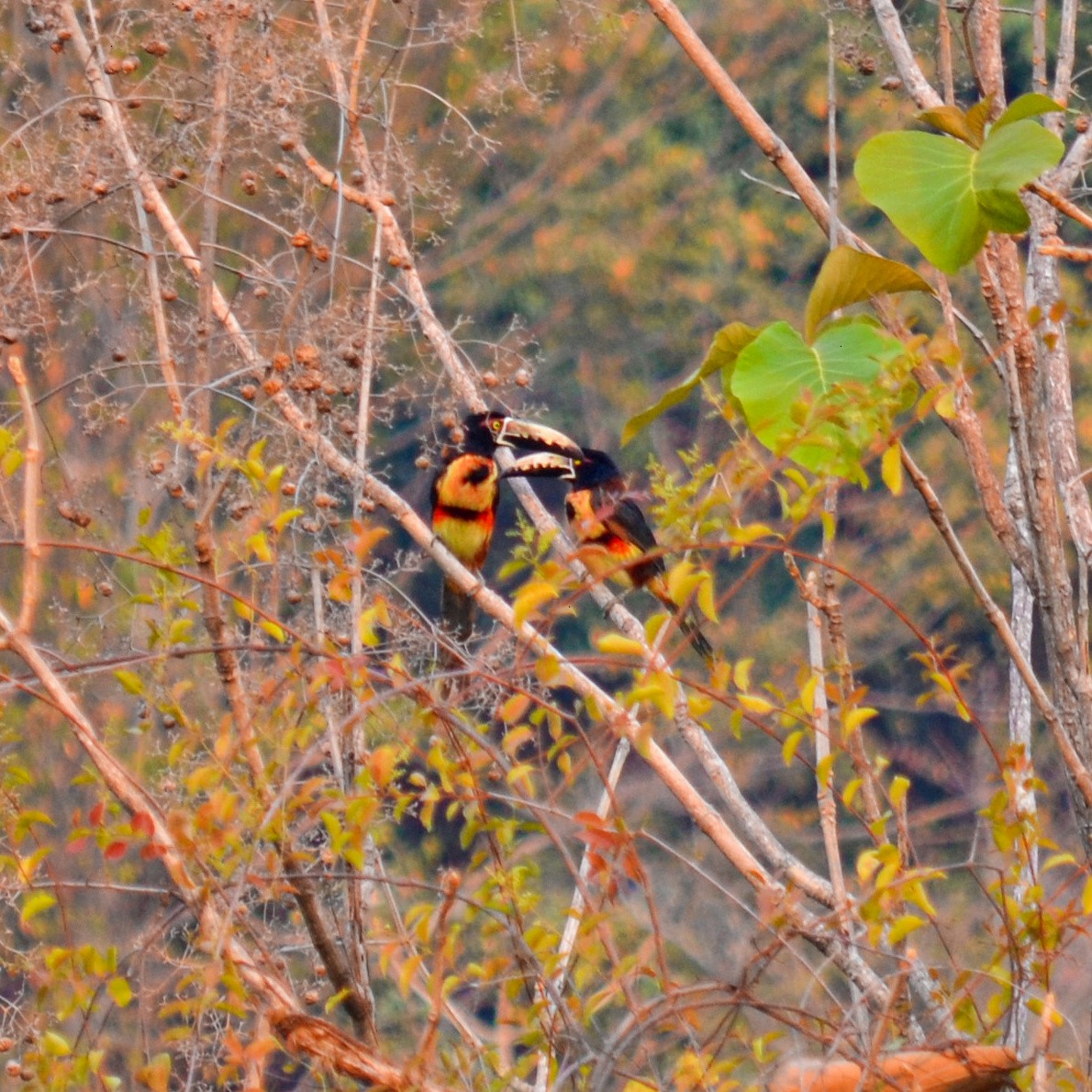 Collared Aracari - ML151753201