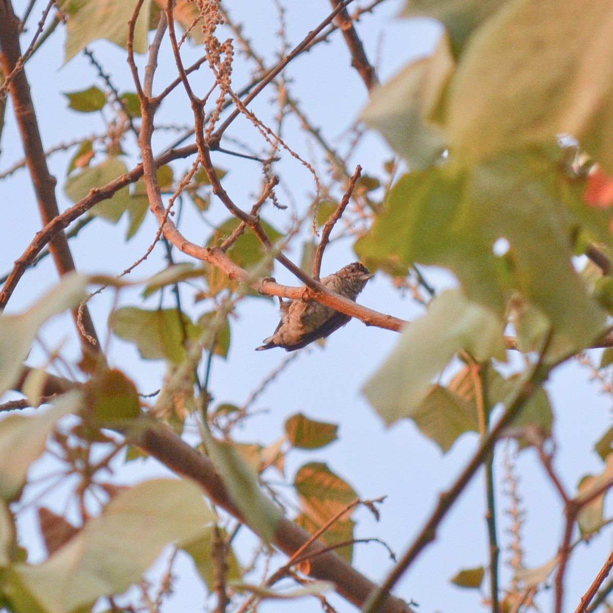 Scaled Piculet - ML151753371