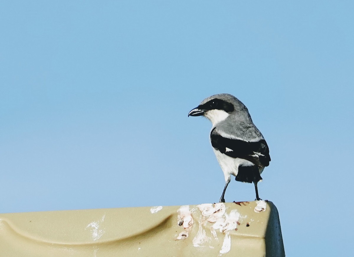 Loggerhead Shrike - ML151753531