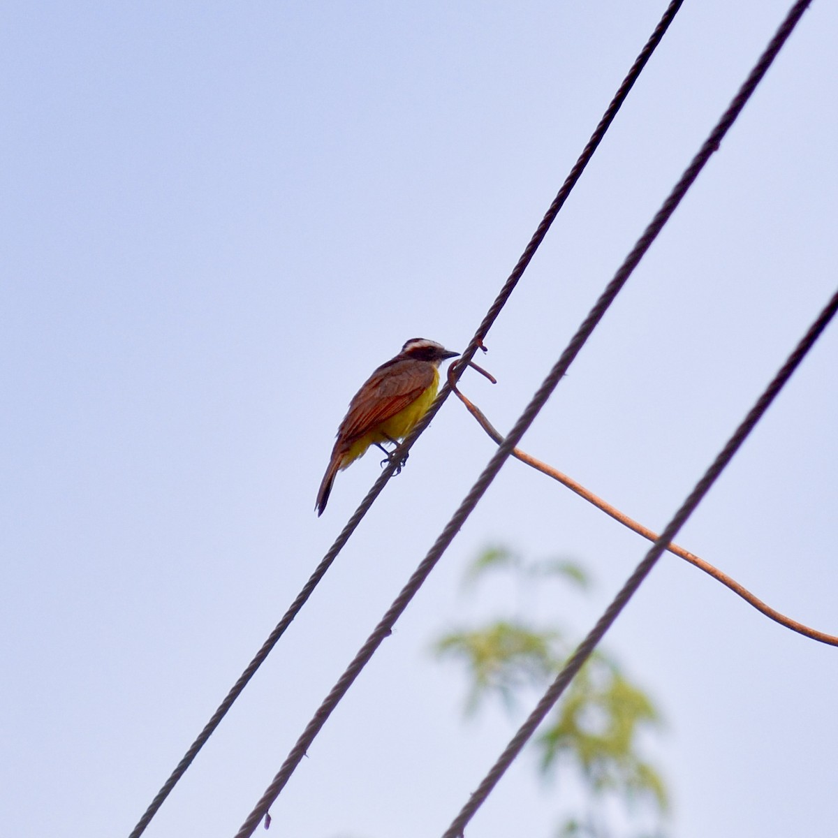 Rusty-margined Flycatcher - ML151754201