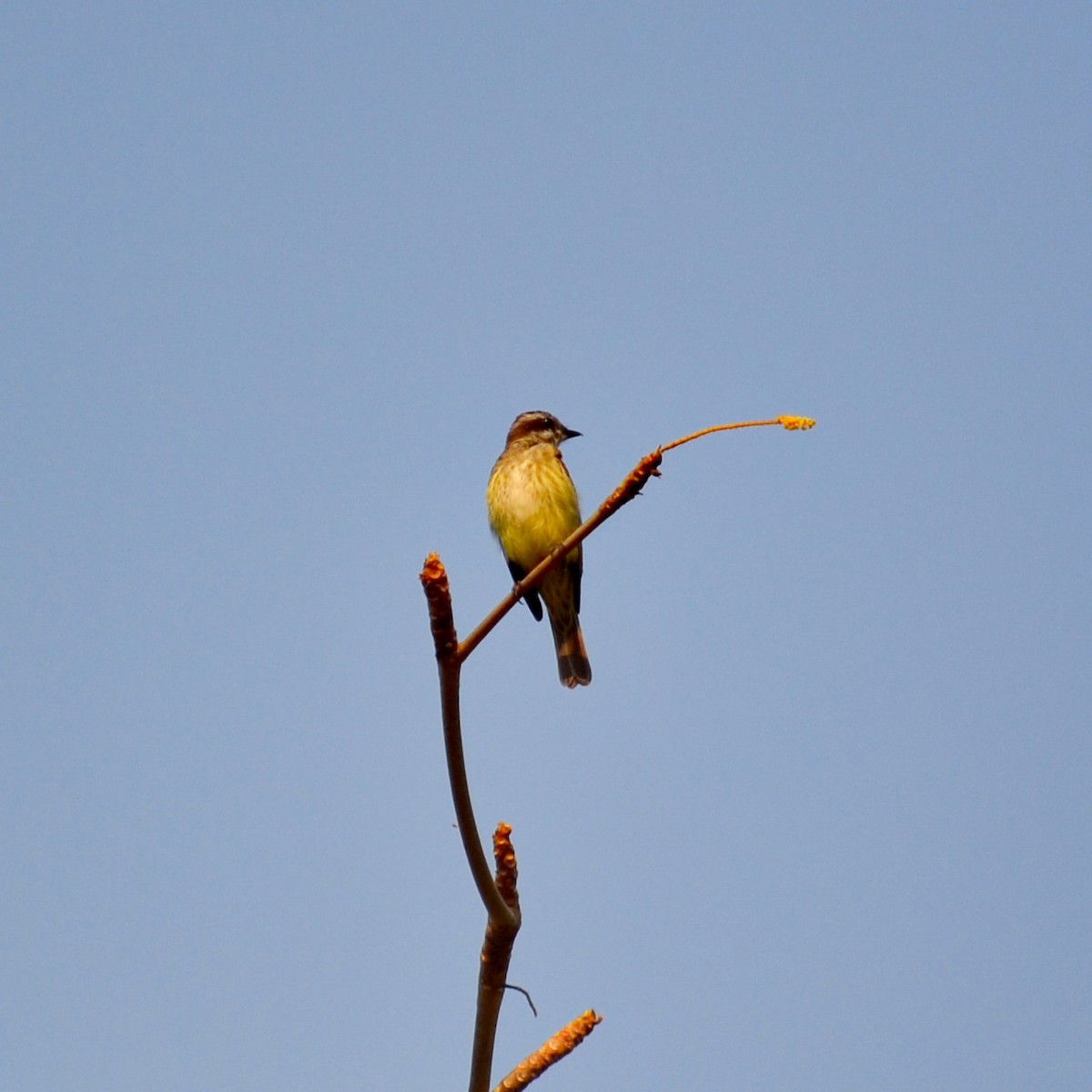 Piratic Flycatcher - ML151754431