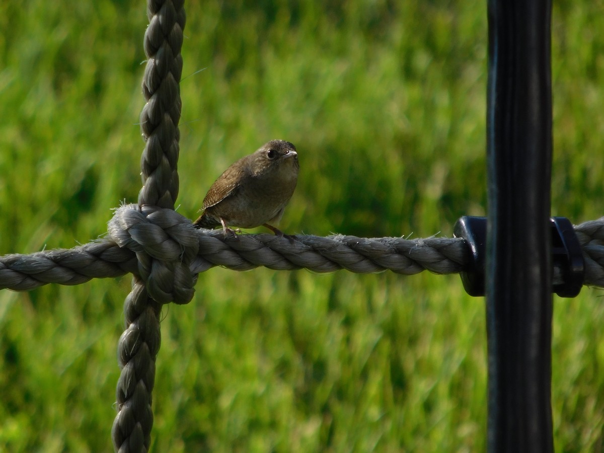 House Wren - ML151754561