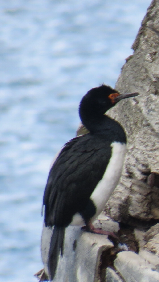 Magellanic Cormorant - Laura Wilson