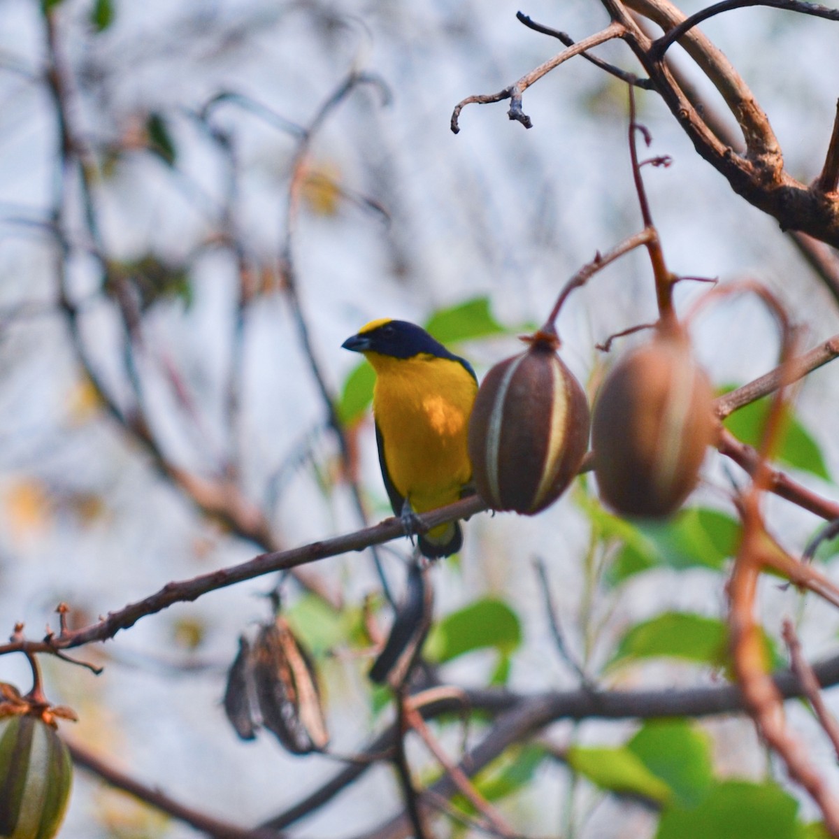 Thick-billed Euphonia - ML151755431