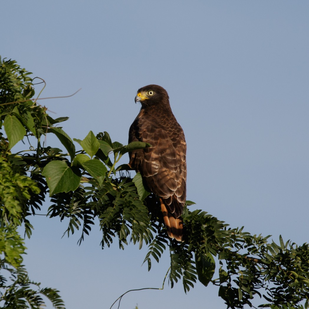 Roadside Hawk - Silvia Faustino Linhares