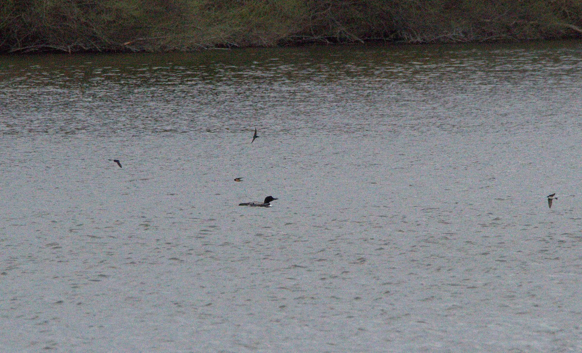Common Loon - ML151756191