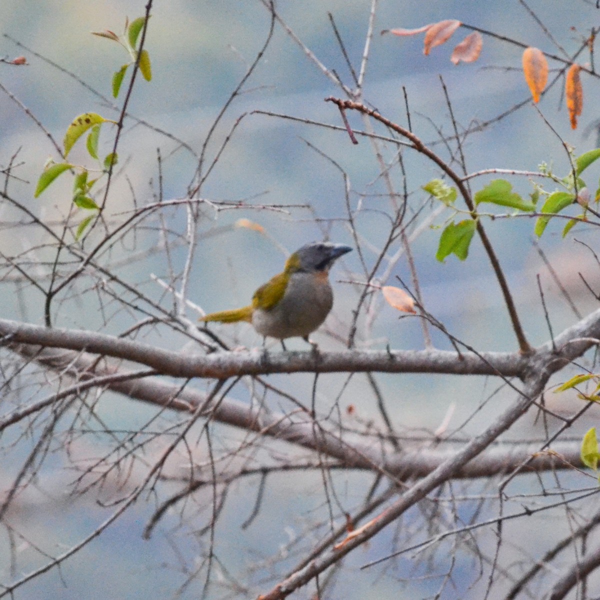 Buff-throated Saltator - ML151756231