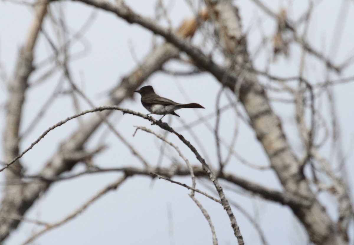 Black Phoebe - ML151756561