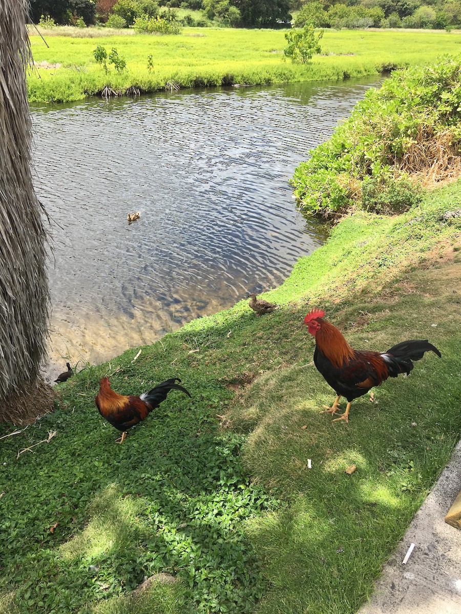 Тэжээмэл тахиа - ML151756601