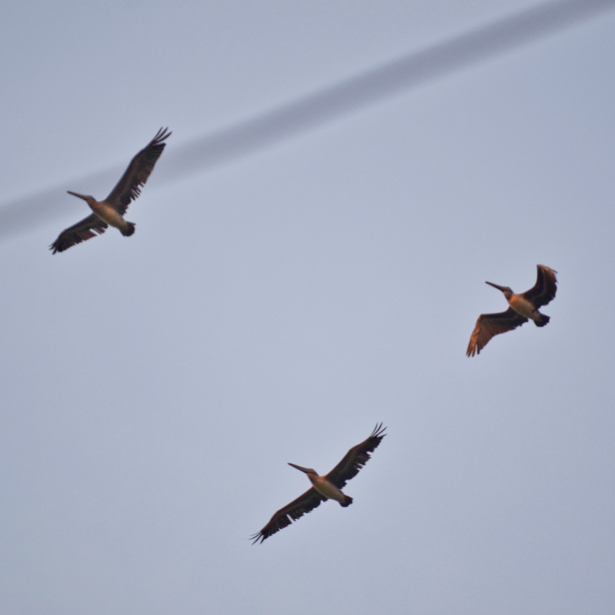 Brown Pelican - ML151756641