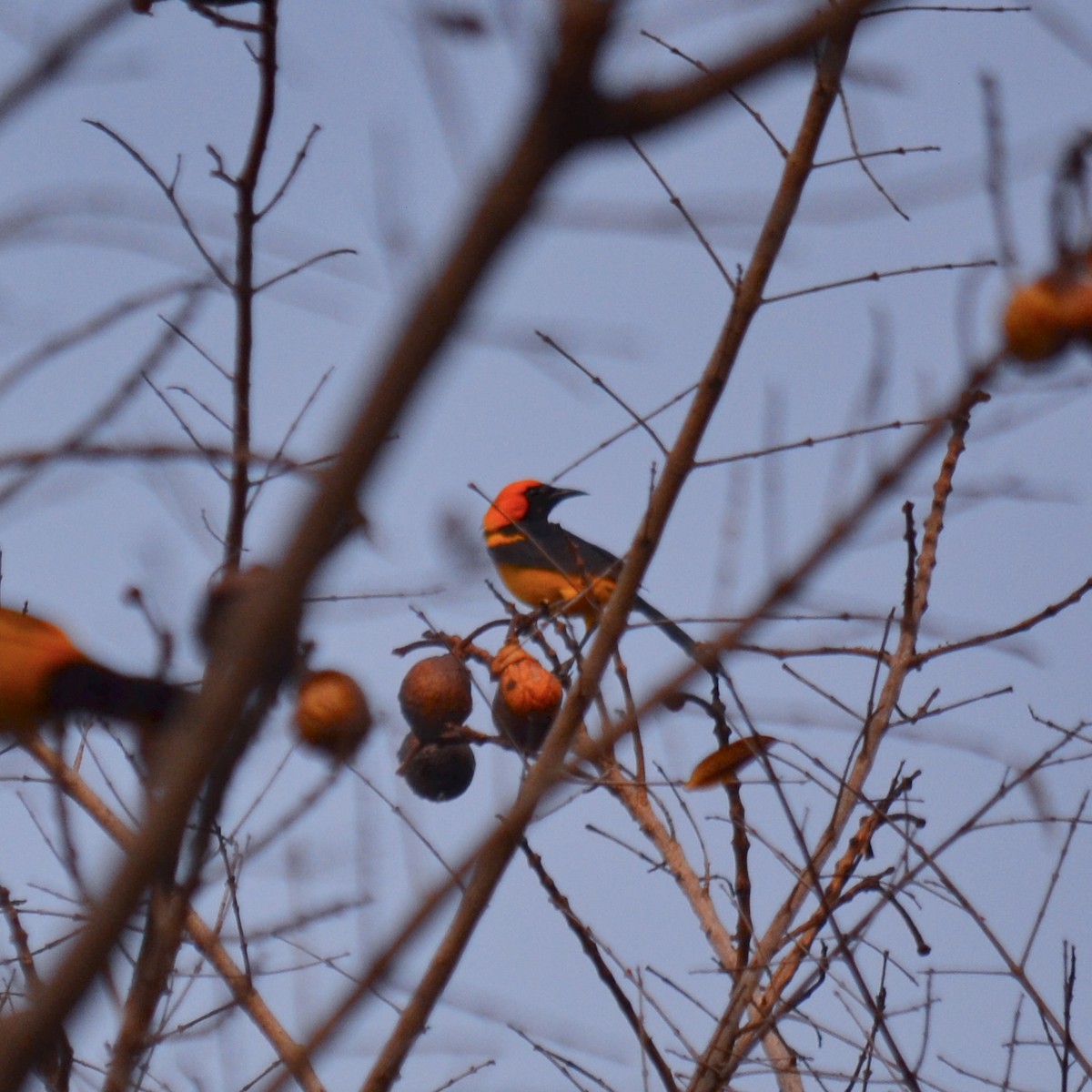 Orange-crowned Oriole - ML151756951