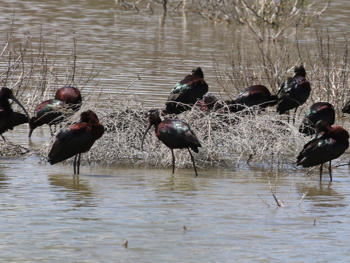 White-faced Ibis - ML151757761