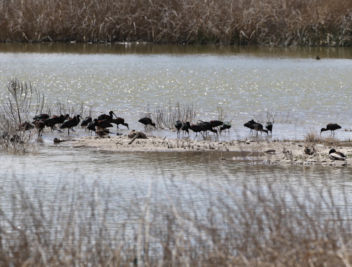 White-faced Ibis - ML151757841