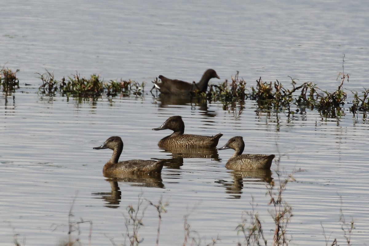 Freckled Duck - ML151759121