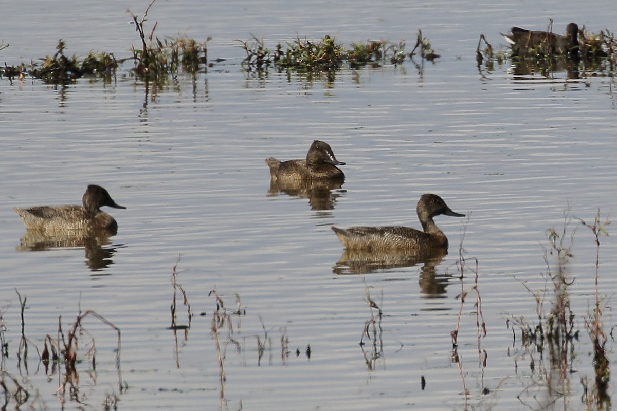 Freckled Duck - ML151759131