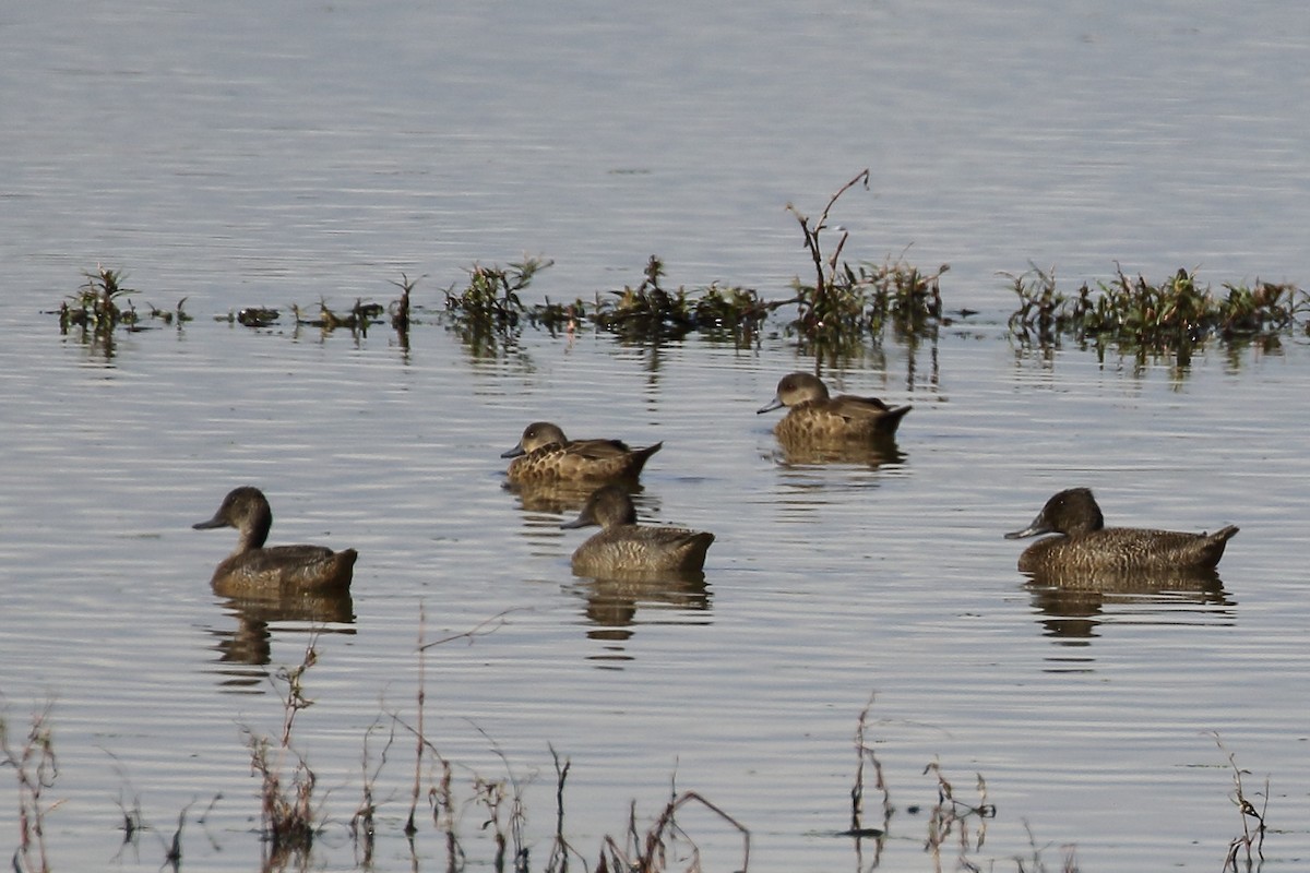 Freckled Duck - ML151759151