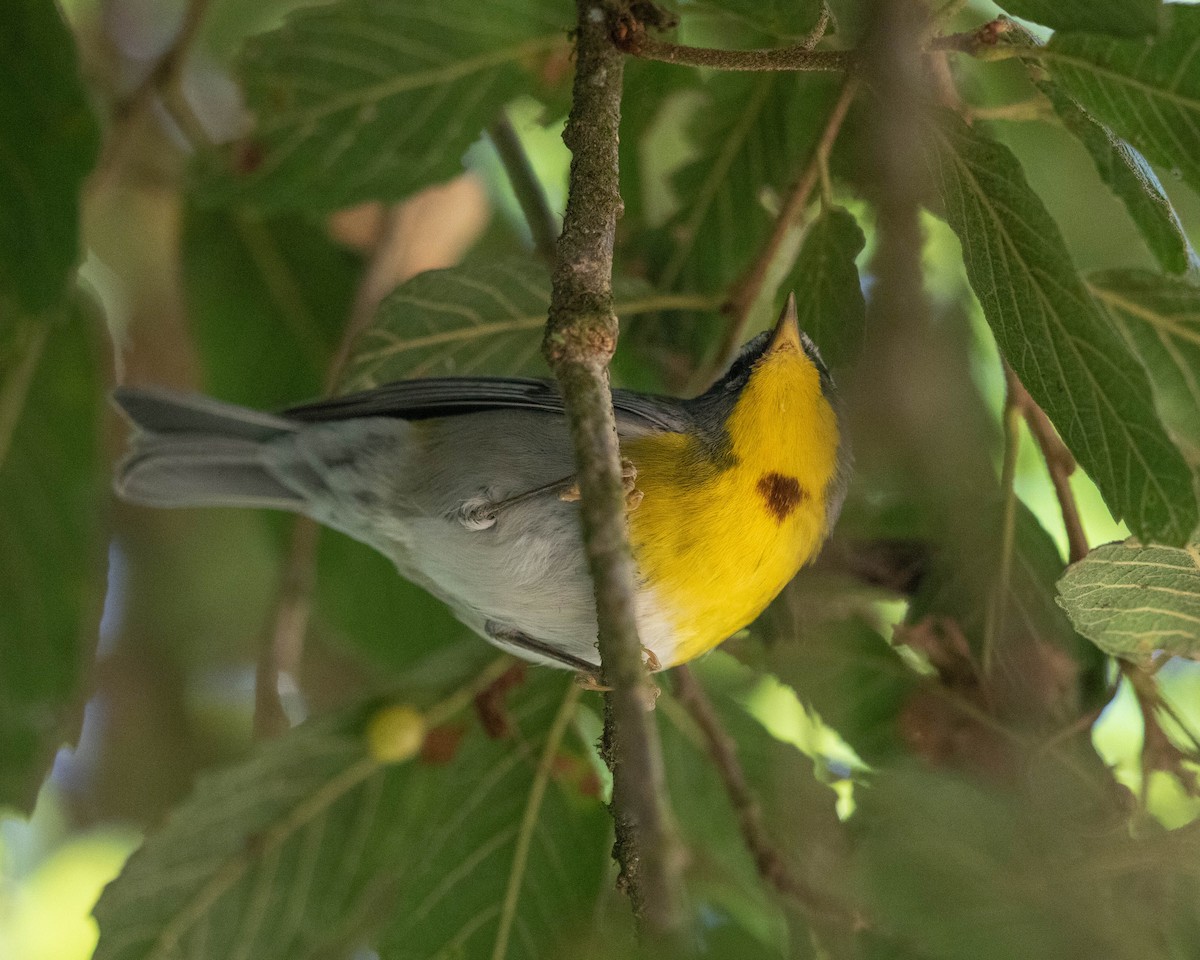 Crescent-chested Warbler - ML151759301