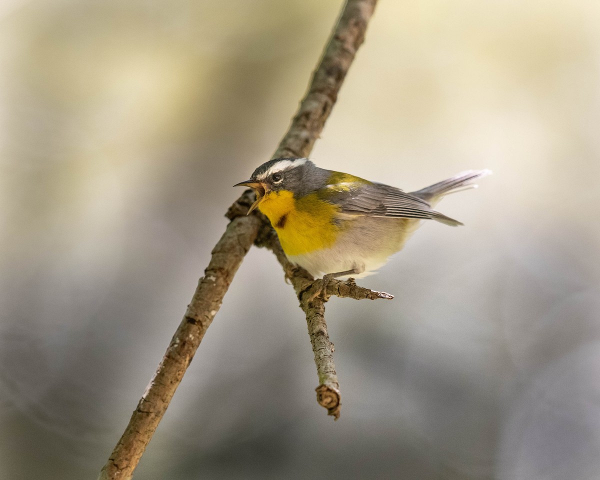 Crescent-chested Warbler - ML151759361