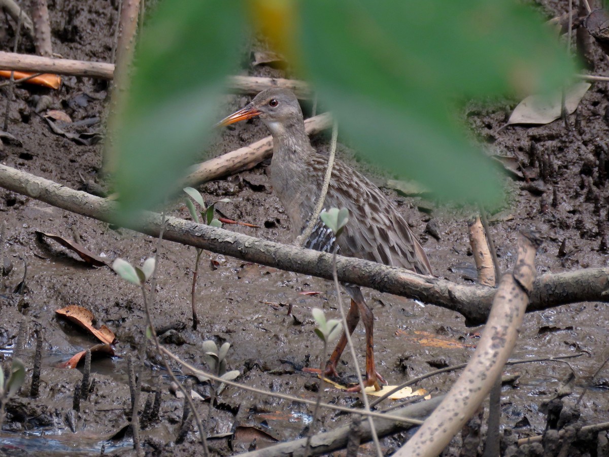 Mangrove Rail (Fonseca) - ML151760601