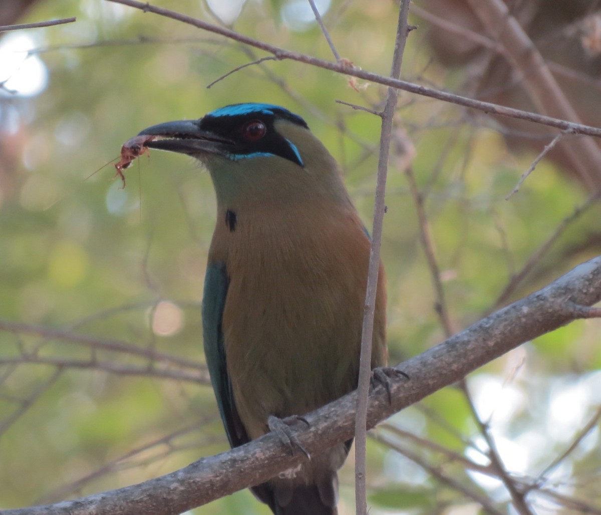 Diademmotmot - ML151760641