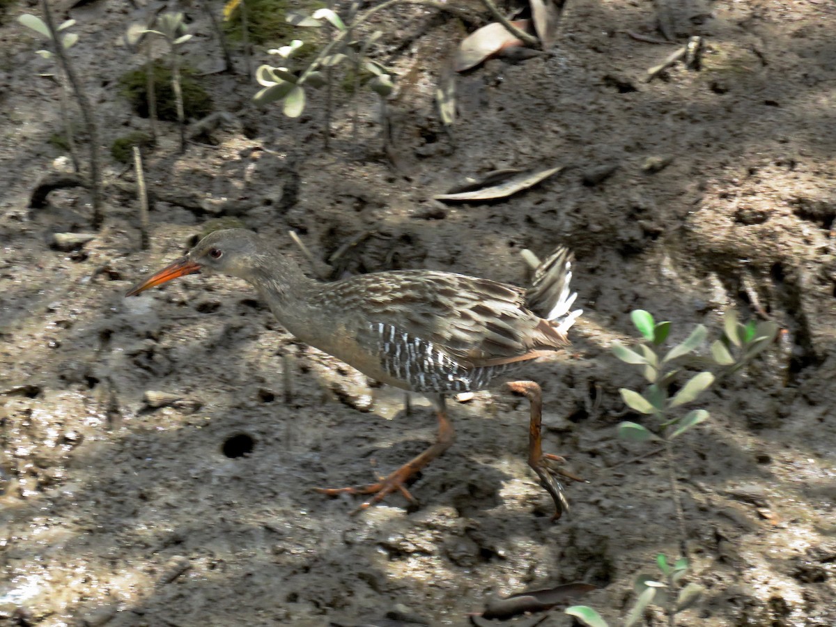 Mangrove Rail (Fonseca) - ML151760911