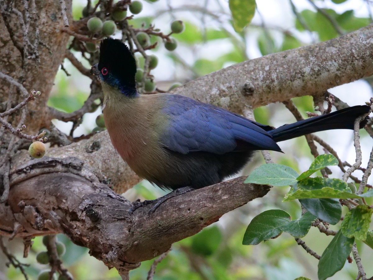 Purple-crested Turaco - ML151761471