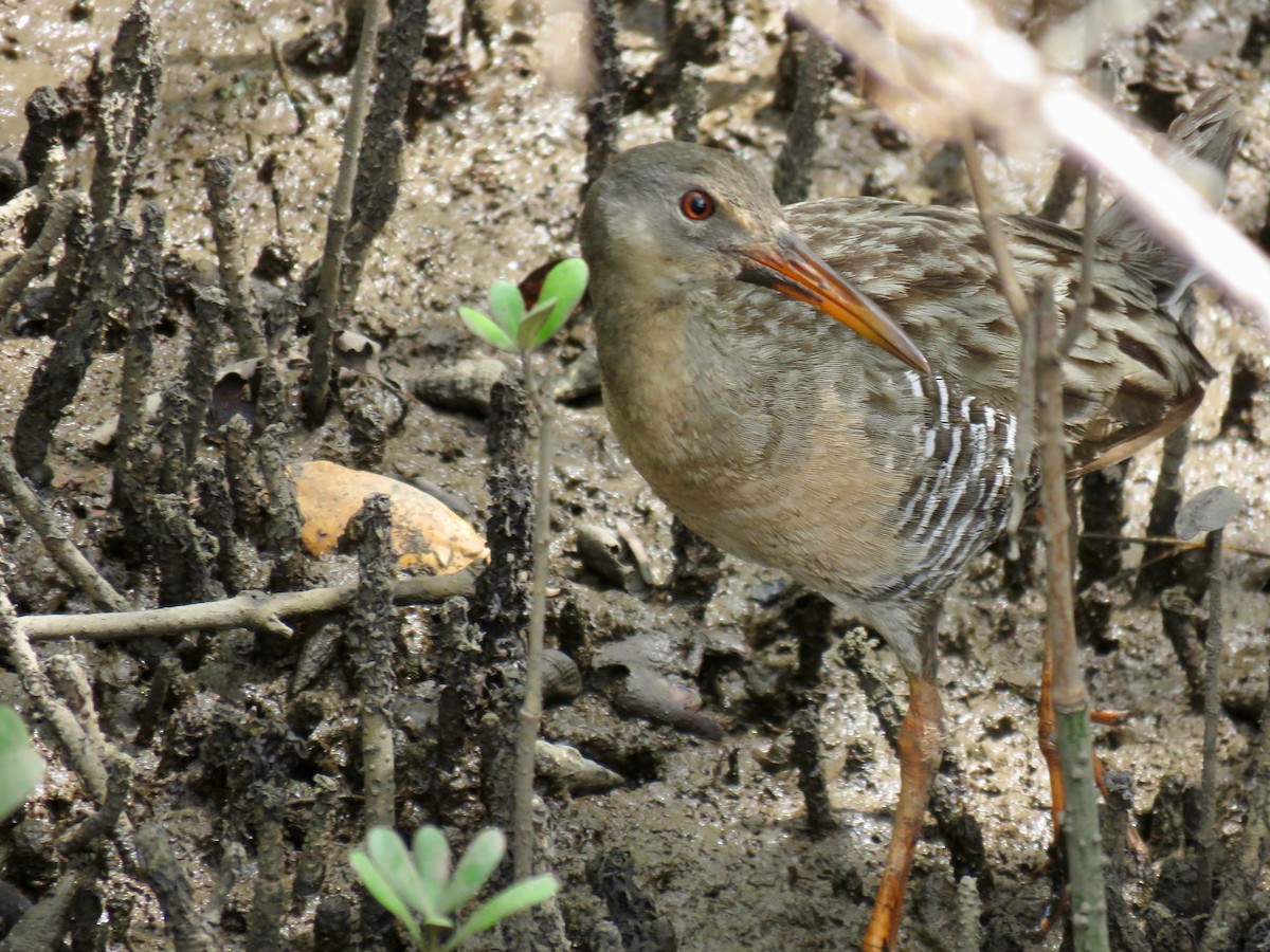 Mangrove Rail (Fonseca) - ML151761821