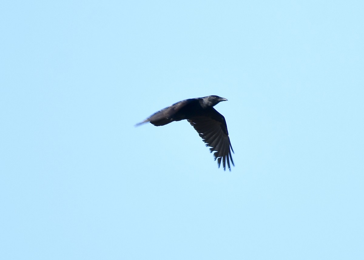 American Crow - ML151762071