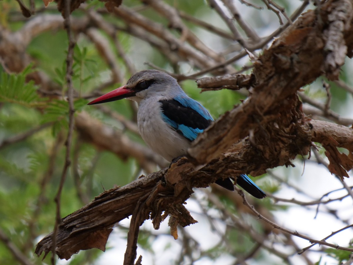 Woodland Kingfisher - ML151762101