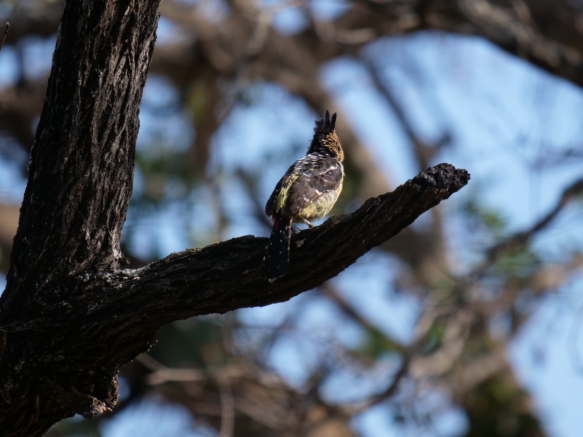 Haubenbartvogel - ML151762221