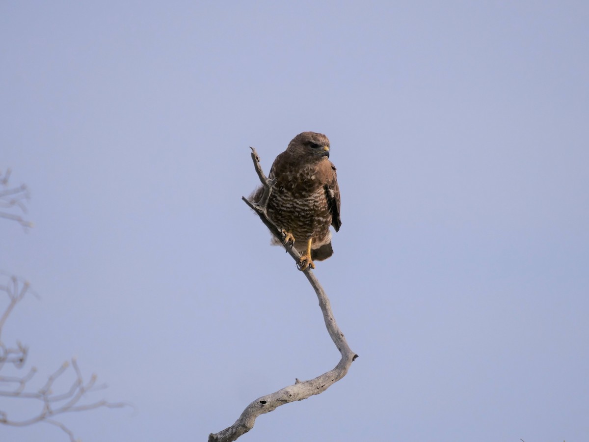 Common Buzzard - ML151762391