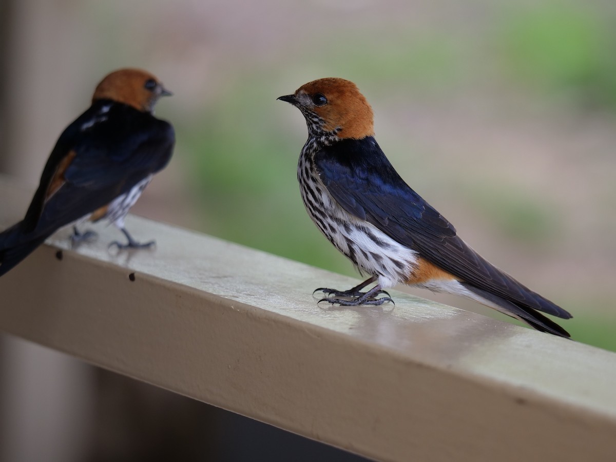 Lesser Striped Swallow - Frank Coman