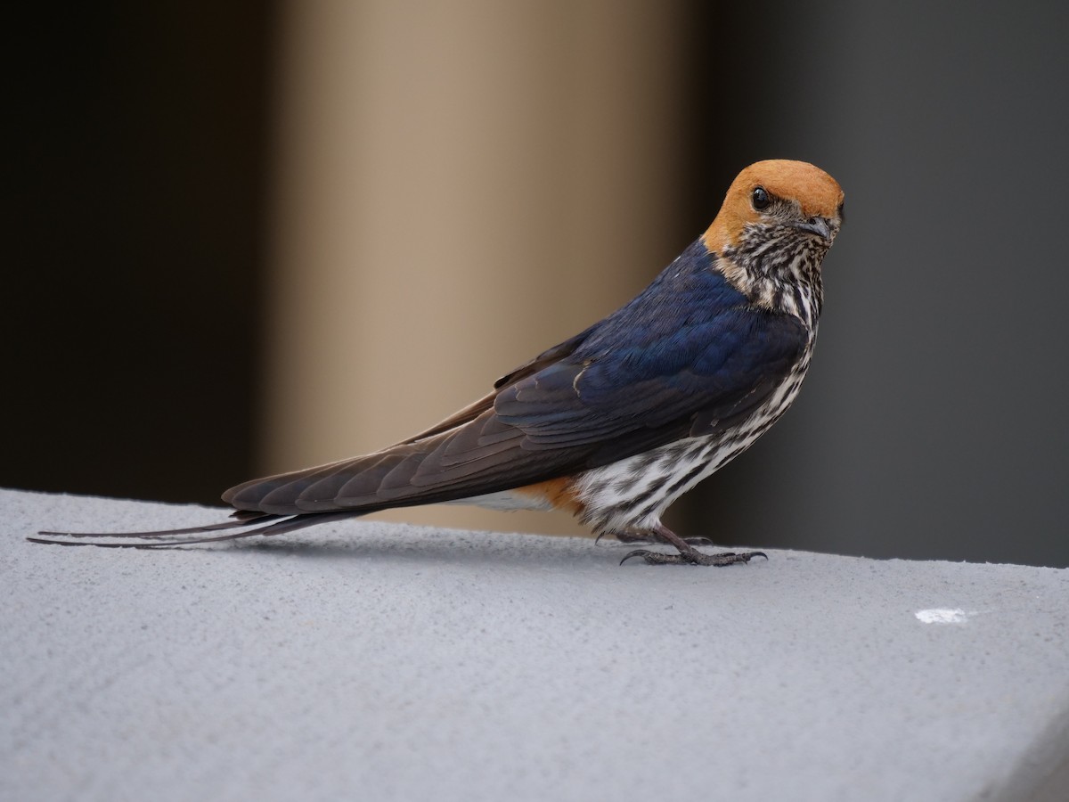 Lesser Striped Swallow - Frank Coman