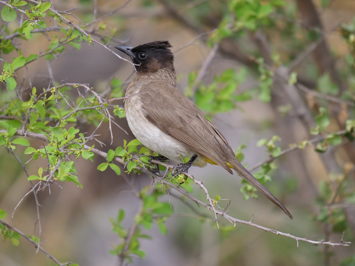 Bulbul des jardins - ML151762731