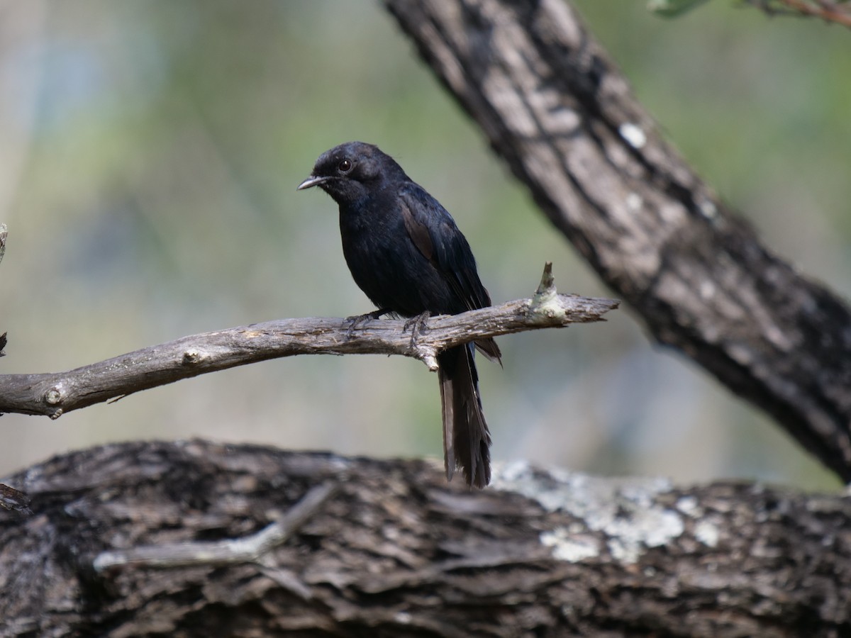 Southern Black-Flycatcher - ML151762941