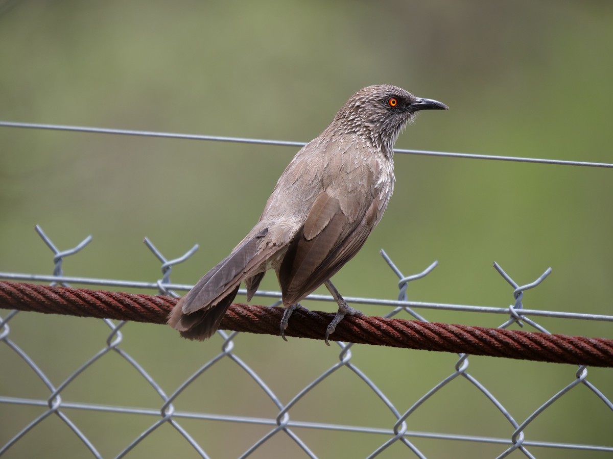 Arrow-marked Babbler - Frank Coman