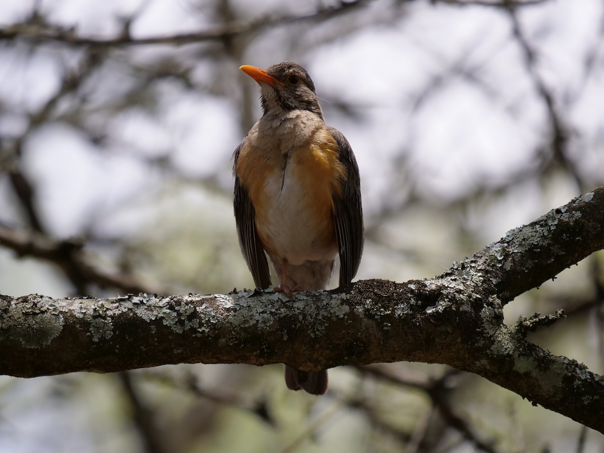 Kurrichane Thrush - Frank Coman