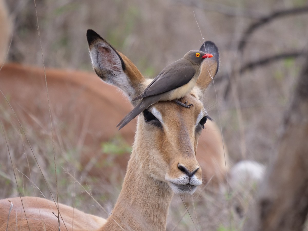 Red-billed Oxpecker - Frank Coman