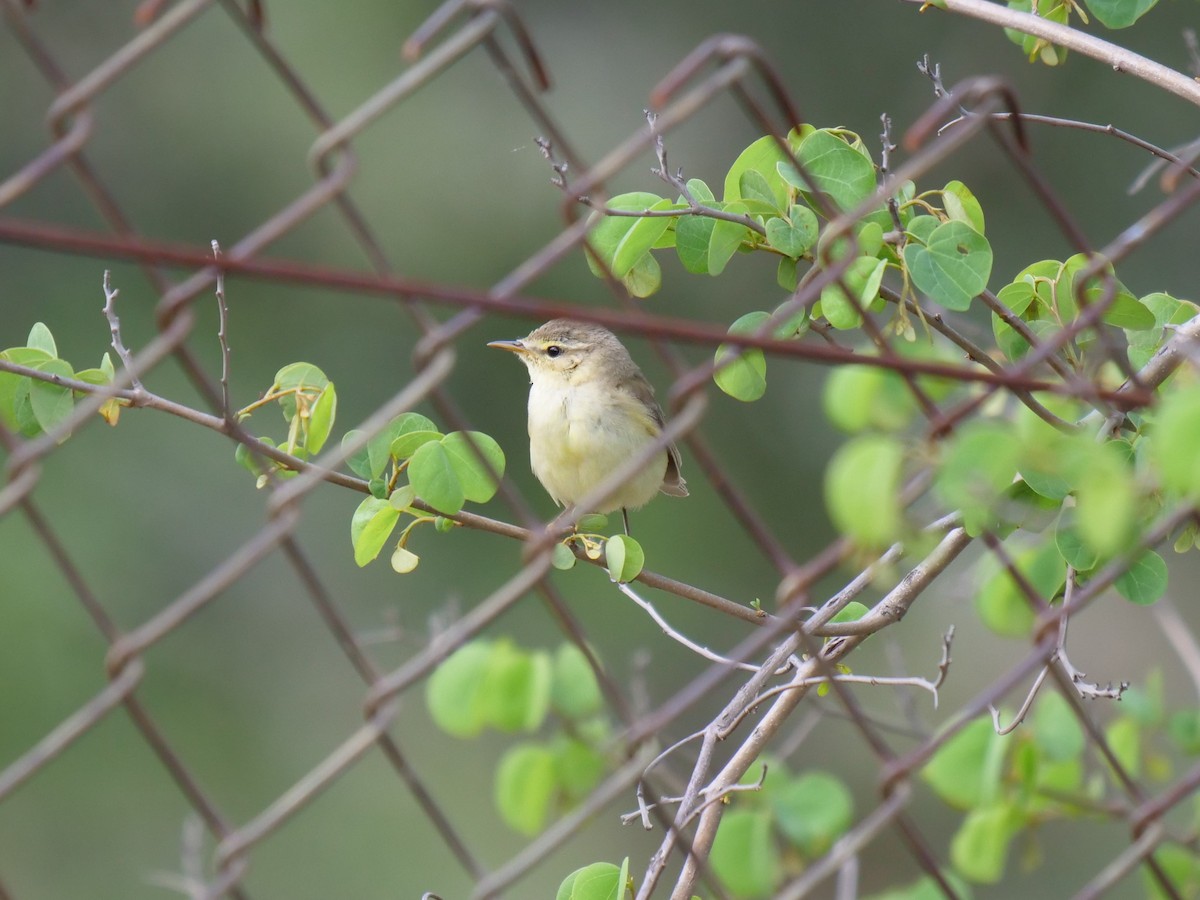 Willow Warbler - ML151763211