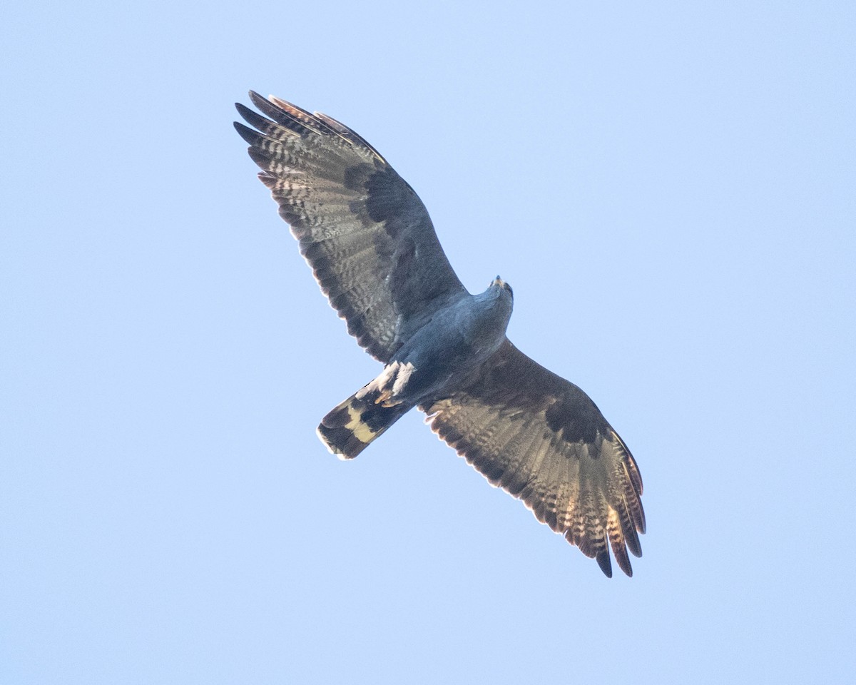 Zone-tailed Hawk - ML151763361