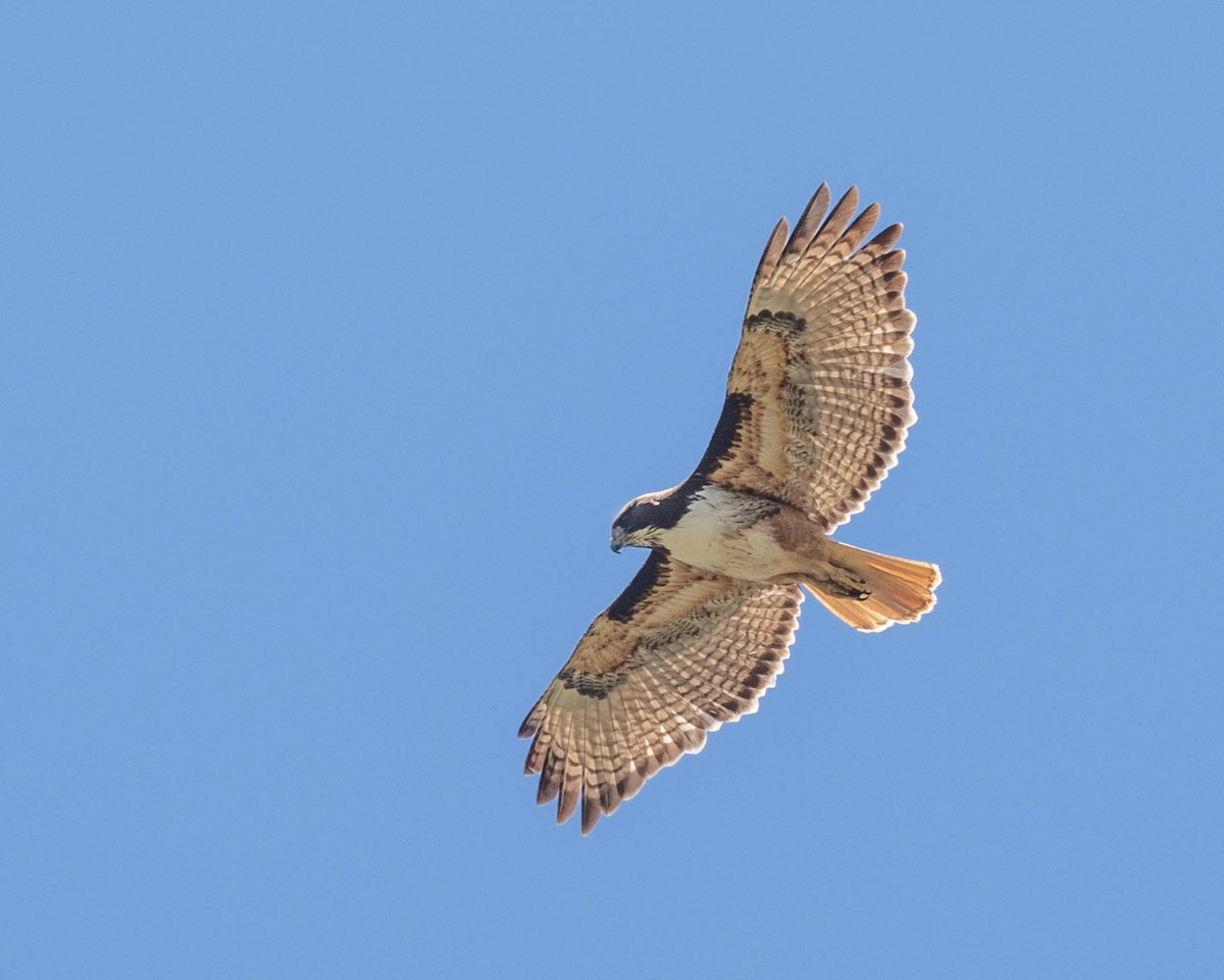 Red-tailed Hawk - ML151763391