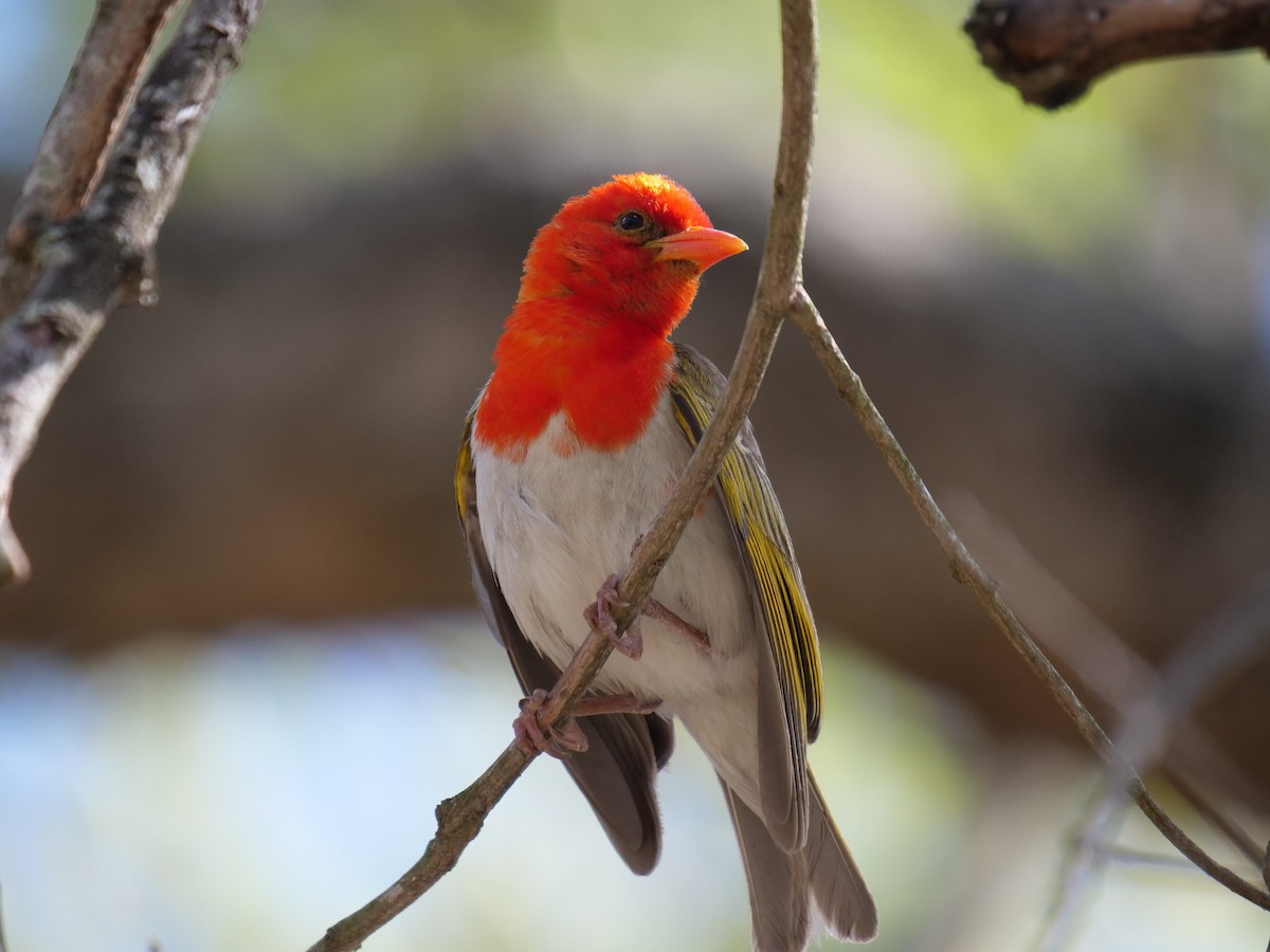 Red-headed Weaver - Frank Coman