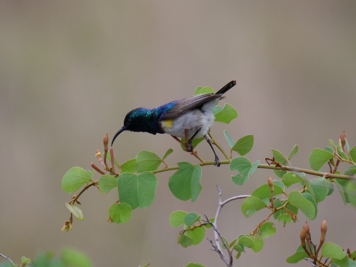 White-breasted Sunbird - ML151763591