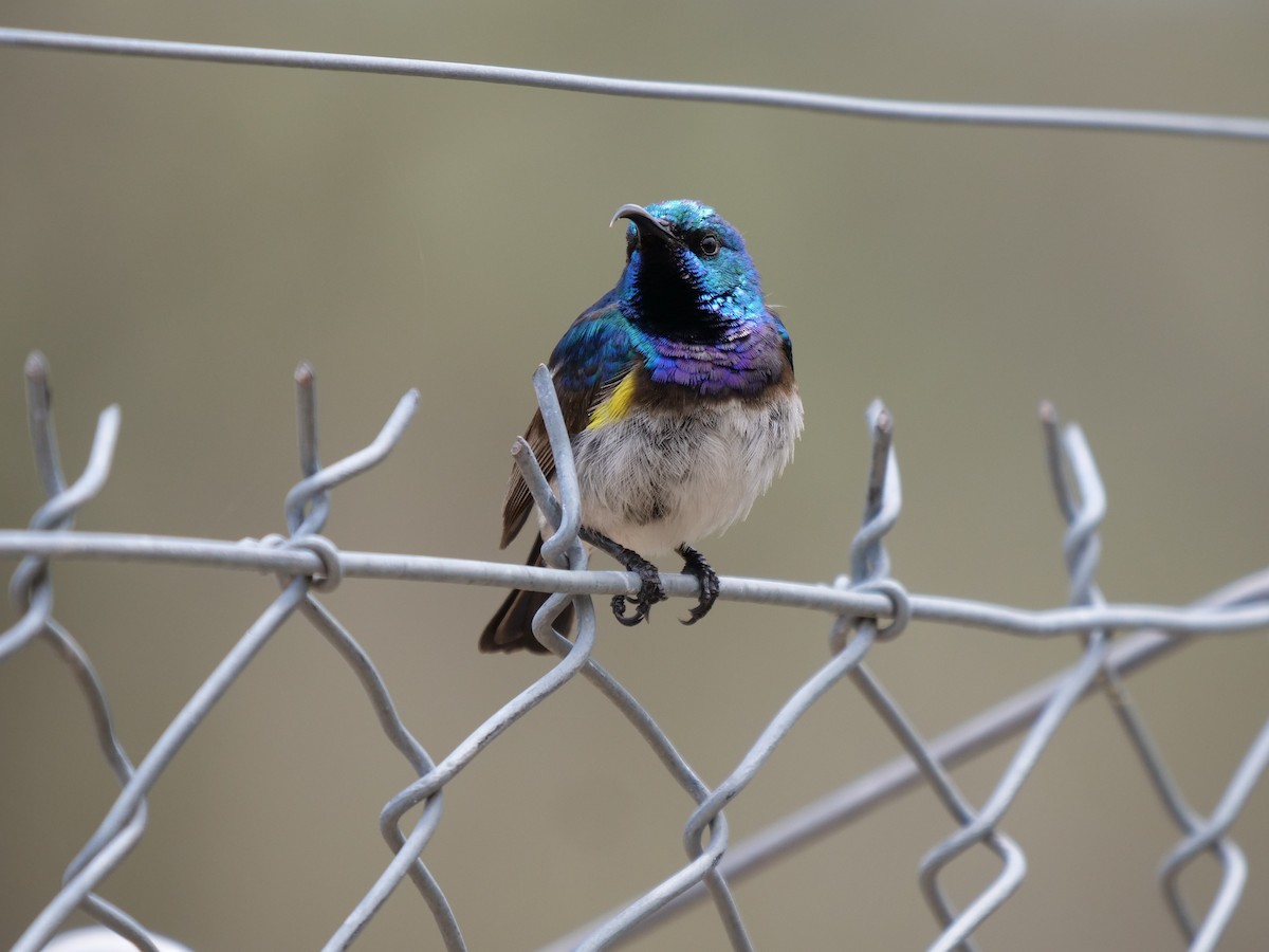 White-breasted Sunbird - ML151763651