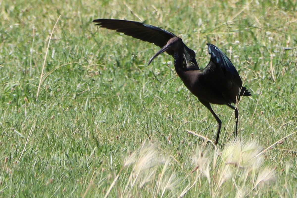 White-faced Ibis - ML151766381