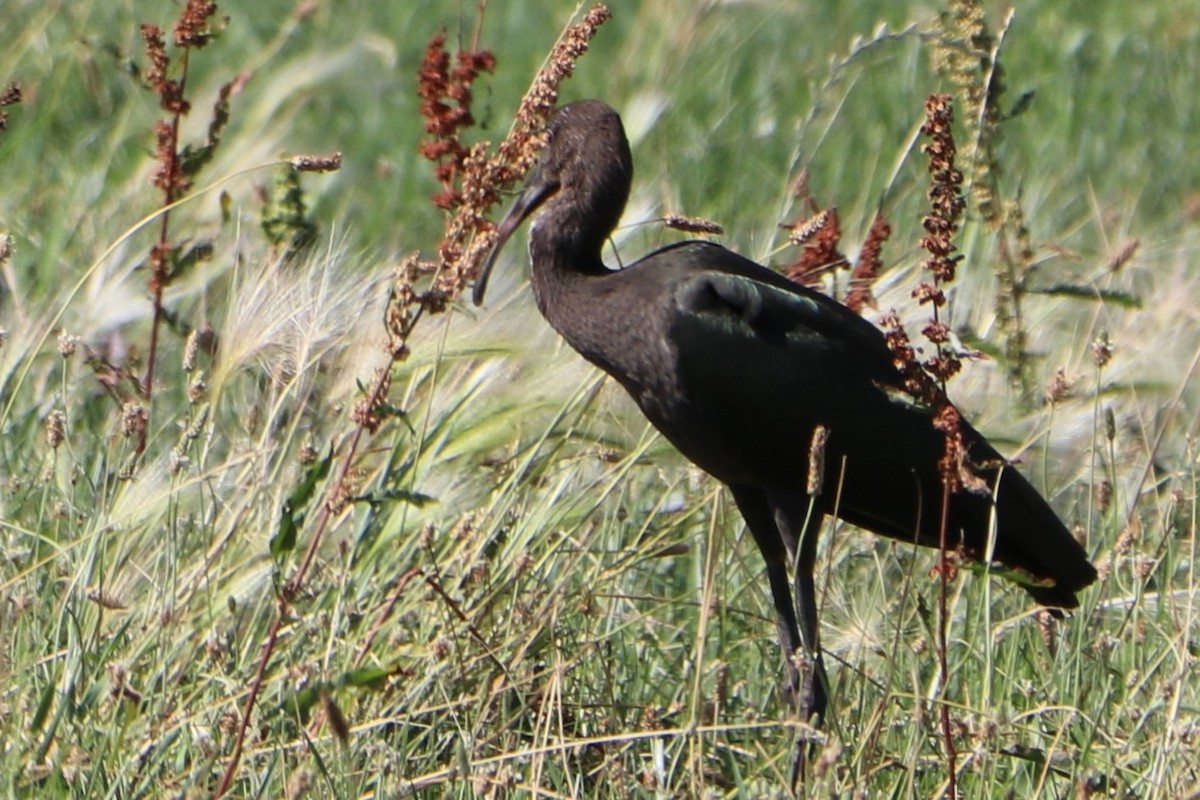 Ibis à face blanche - ML151766391