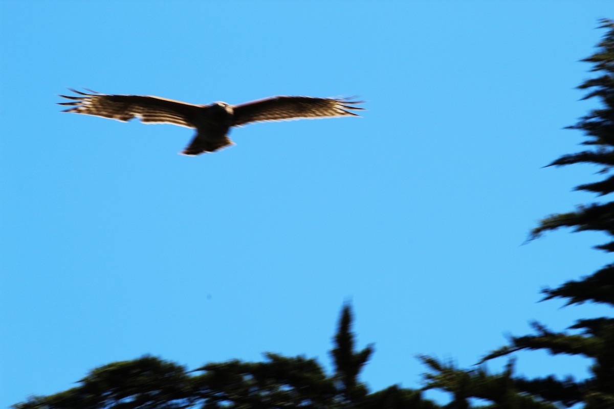 Red-shouldered Hawk - ML151766411